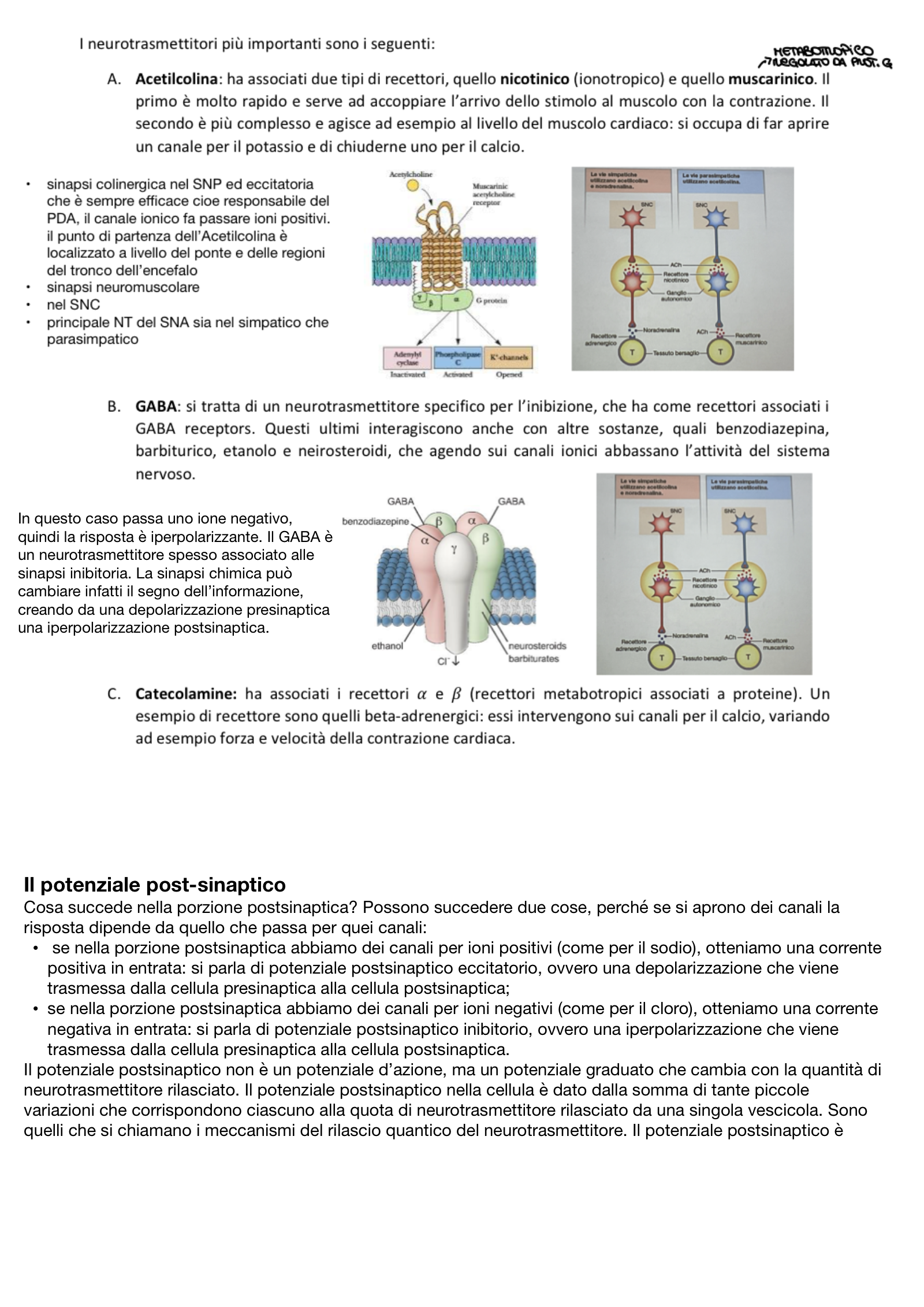 Anteprima degli appunti di Fisiologia 1