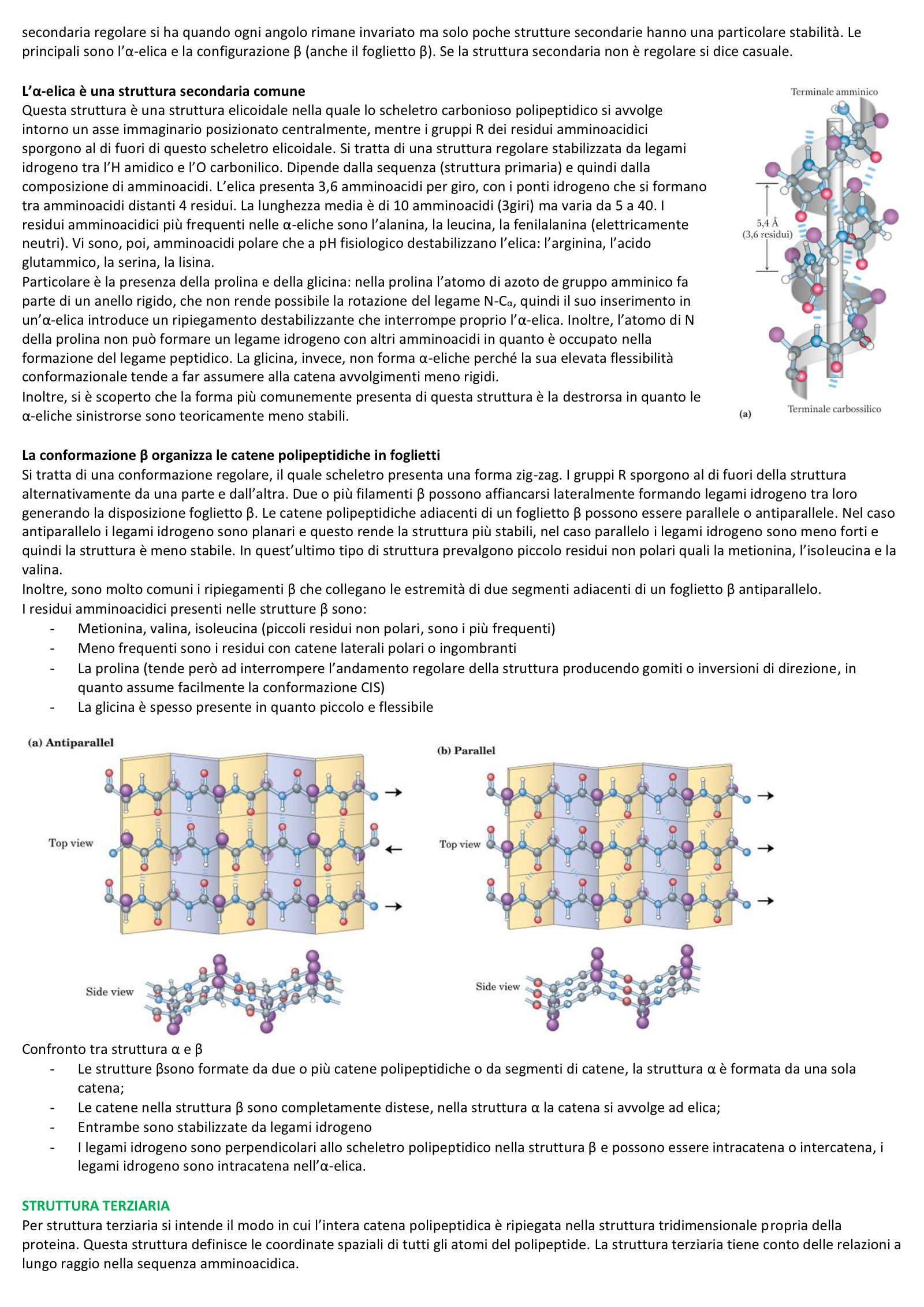 Anteprima degli appunti di Chimica Biologica
