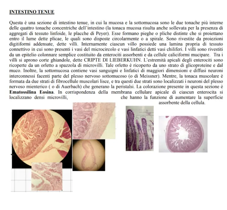 Anteprima degli appunti di Citologia E Istologia