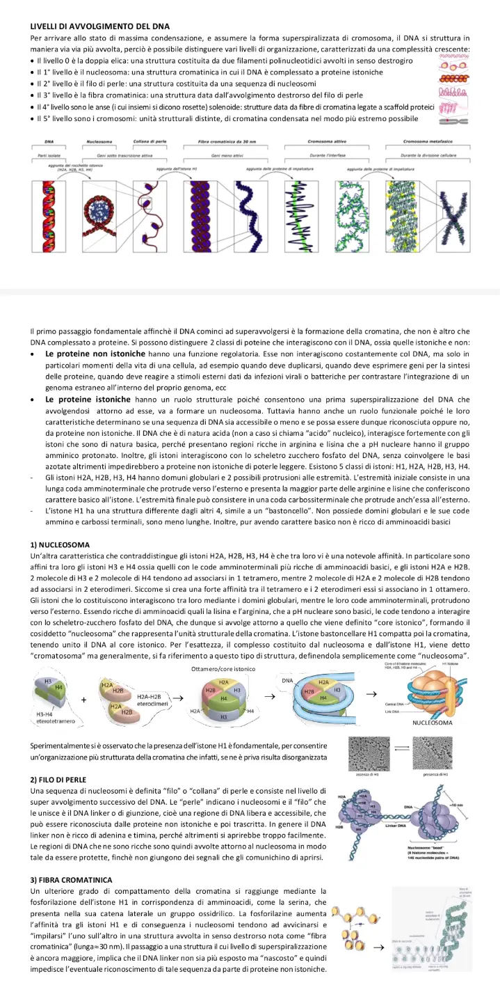 Anteprima degli appunti di Chimica Biologica