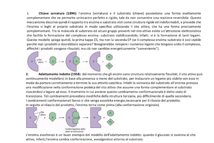 Anteprima degli appunti di Chimica Biologica
