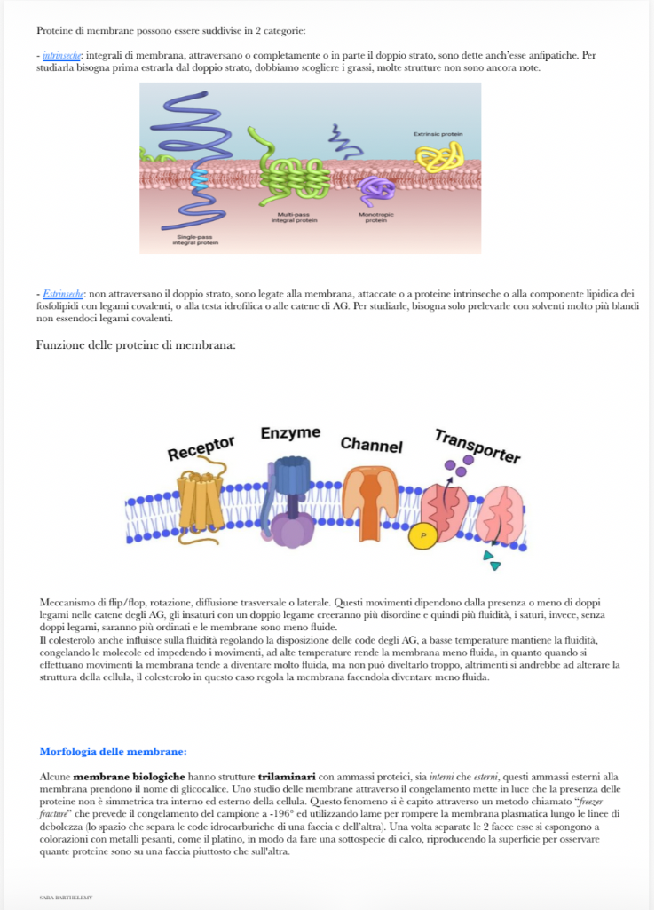Anteprima degli appunti di Citologia E Istologia