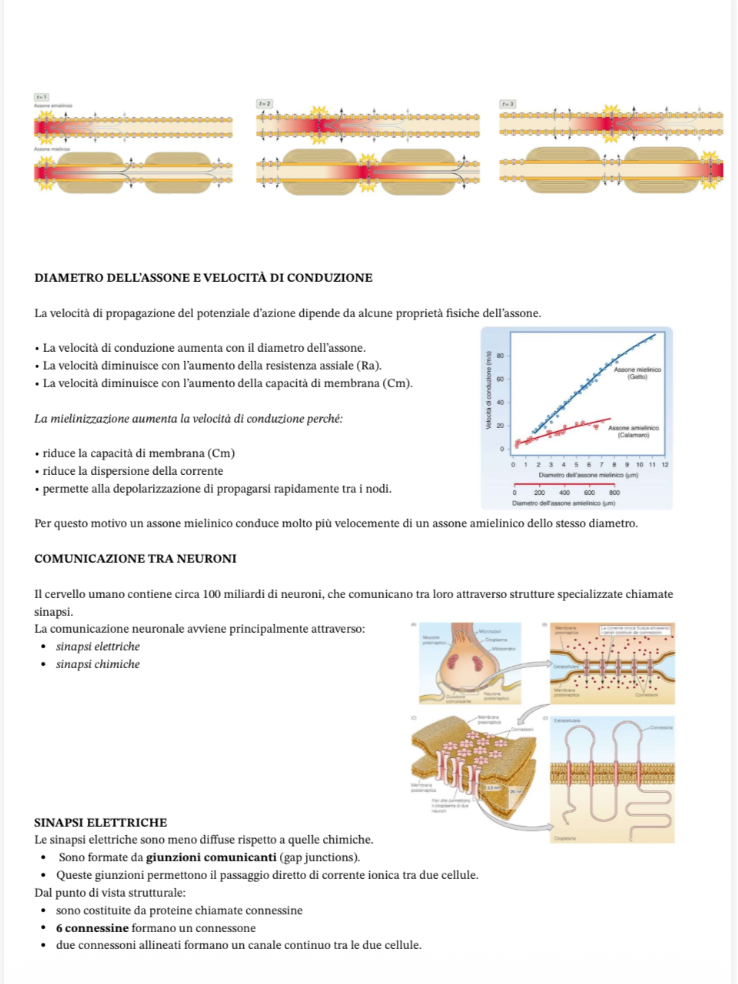 Anteprima degli appunti di Fisiologia
