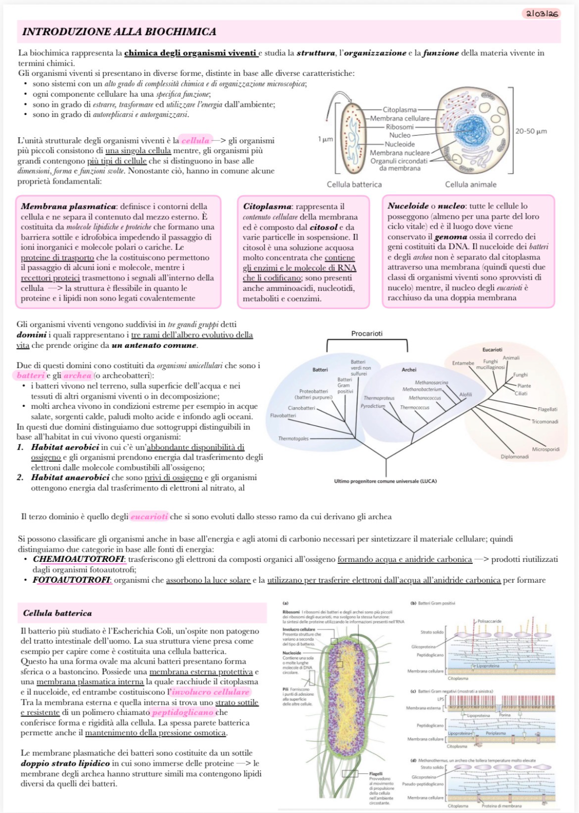 Anteprima degli appunti di Chimica Biologica